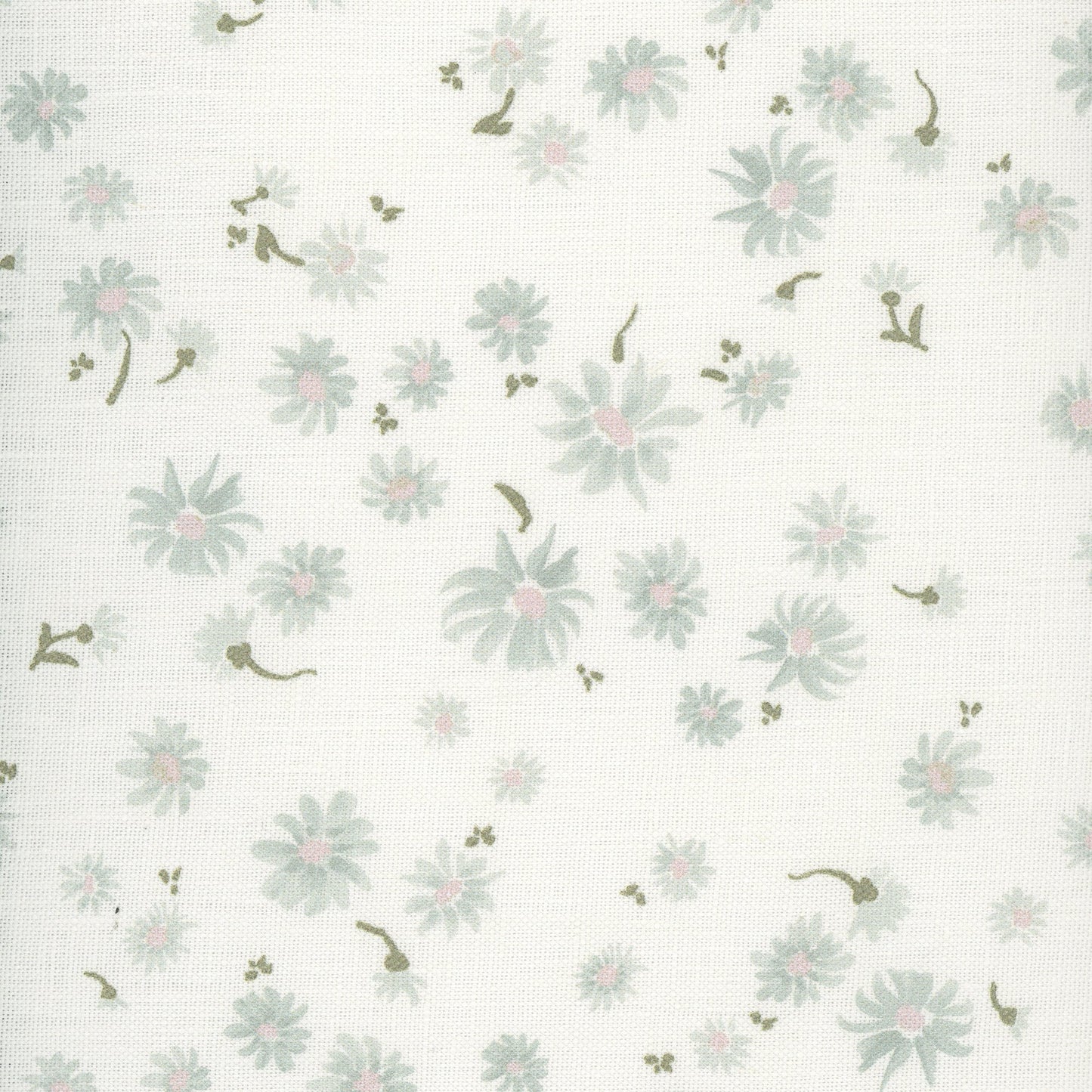 Wild Daisy - Seaspray